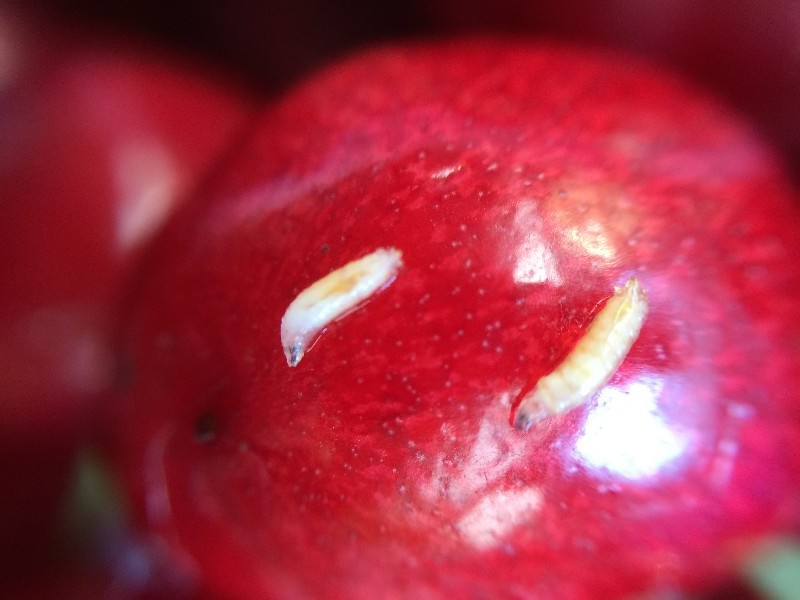 樱桃切开里面的小虫子,樱桃掰开里面有虫子