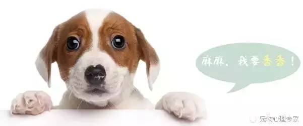 手把手教你给宠物洗澡,10年宠物医生