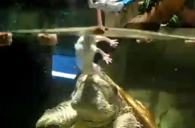 鳄龟活吞老鼠,鳄龟咬人瞬间死亡