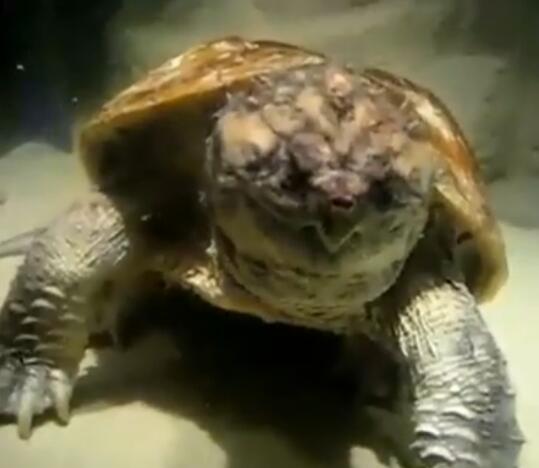 鳄龟活吞老鼠,鳄龟咬人瞬间死亡