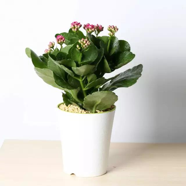 母亲节送什么盆栽植物合适,母亲节花卉盆栽推荐