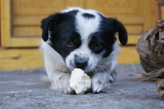 狗狗狂叫怎么让它闭嘴,狗狗狂叫萨摩怎么办