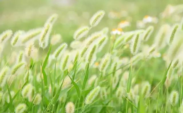 紫溪半岛,紫溪半岛花海