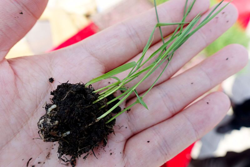 真正的五常大米有哪些,真正的五常大米香吗