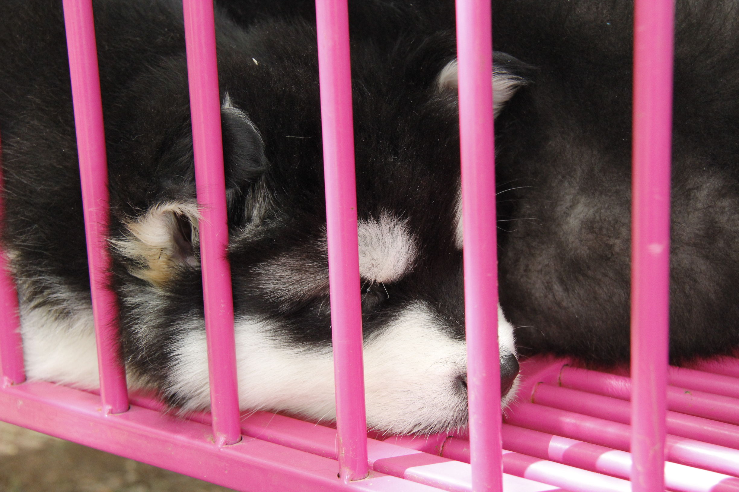 simon说狗：京北唯一纯种犬狗狗集市开业见闻