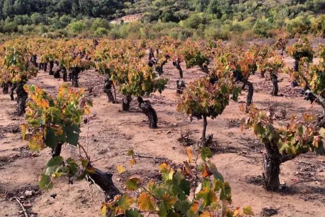 为什么要选择智利葡萄酒,教你三招选红酒