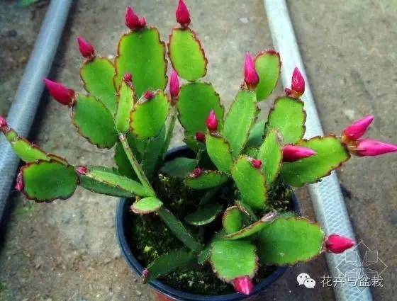 哪些植物吸收甲醛和防辐射,电脑旁边放什么植物防辐射最好