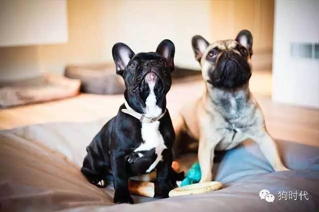 狗狗到底能不能吃蛋清,狗狗到底能不能吃咸的