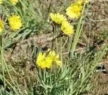 新疆南疆野生动物图片,南疆常见绿化植物