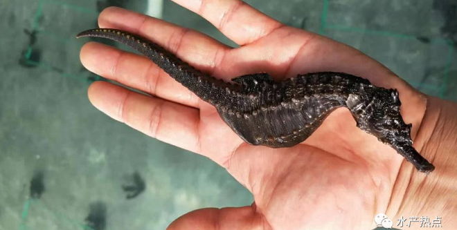 线纹海马什么品种好,线纹海马哪个品种好