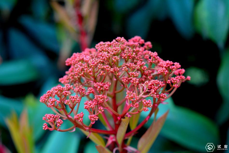 卓美超薄可调星光镜,卓美超薄偏光镜