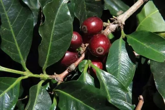 咖啡师入门必看的咖啡知识,精品咖啡学中咖啡的基本知识