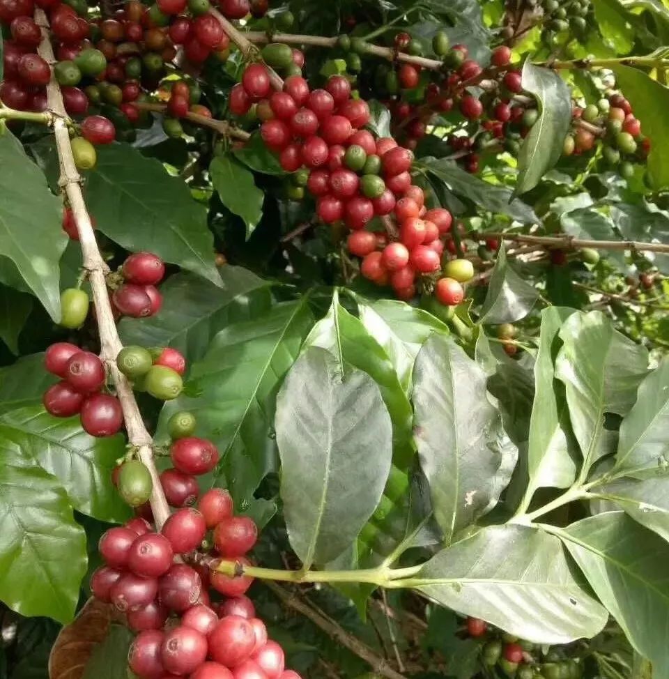 咖啡师入门必看的咖啡知识,精品咖啡学中咖啡的基本知识