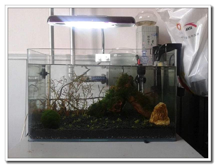 社区精华有鱼成长之路