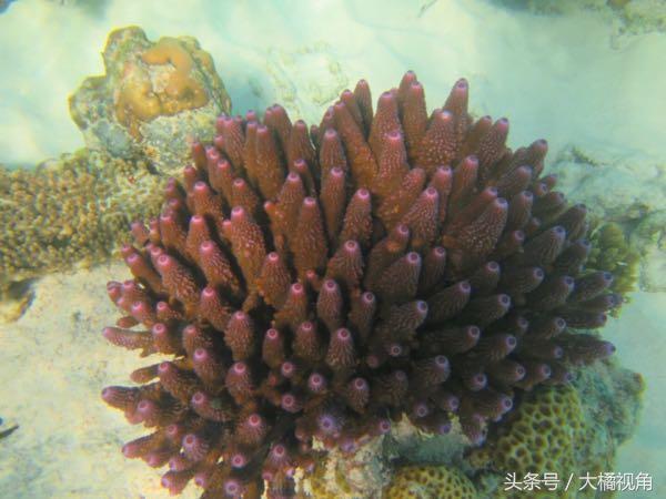 仙本那海岛游玩,仙本那海岛度假