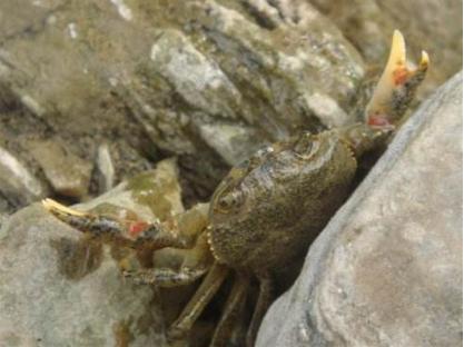 农村河里的这些小野味，你吃过吗？个个是绝品，超好吃！