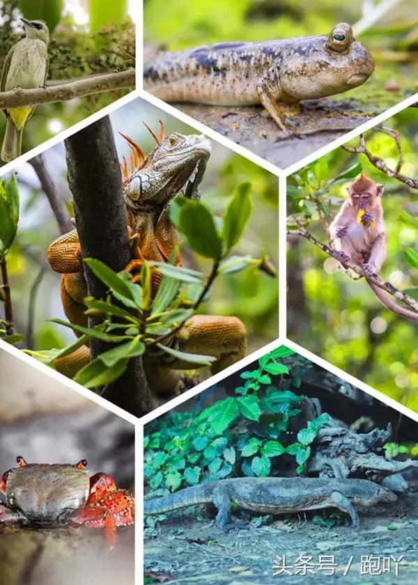 沙巴最美日落海滩,沙巴最美的岛是哪个岛