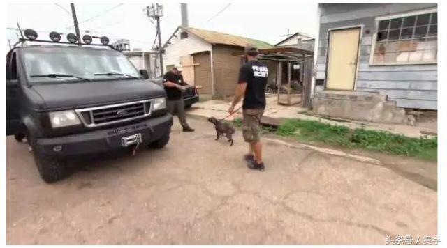 狗妈妈涨奶求助,狗妈妈涨奶最后烂了怎么办