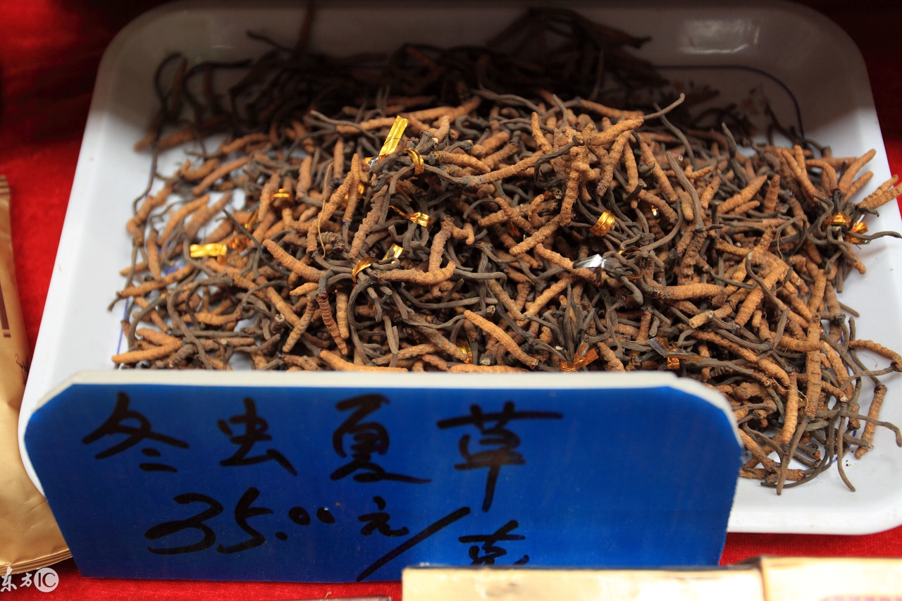 揭秘虫草市场,真正的虫草价格是多少