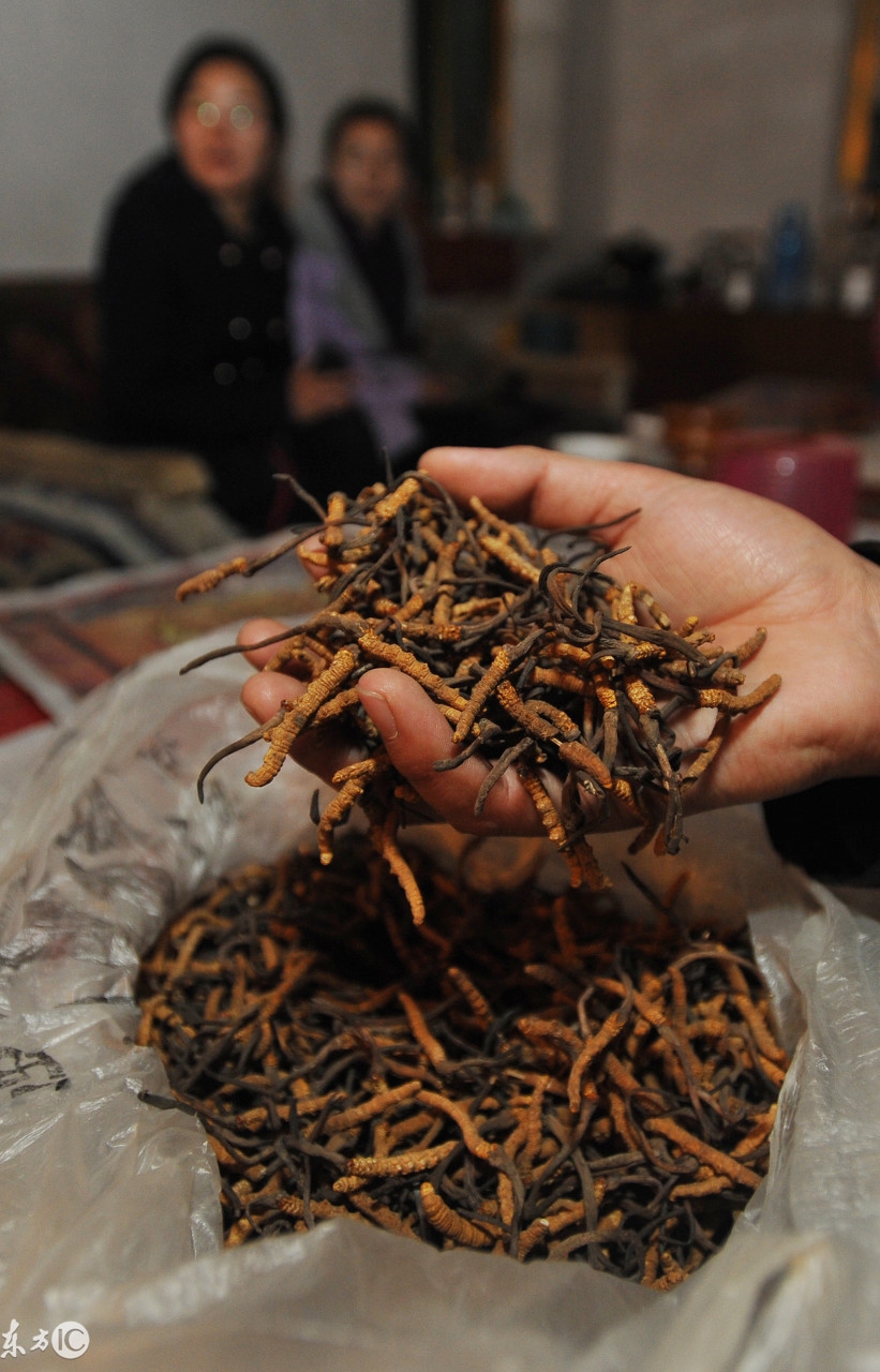 揭秘虫草市场,真正的虫草价格是多少