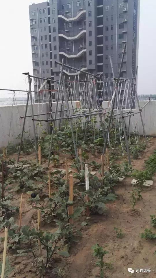 冠县的空中花园,冠县花园