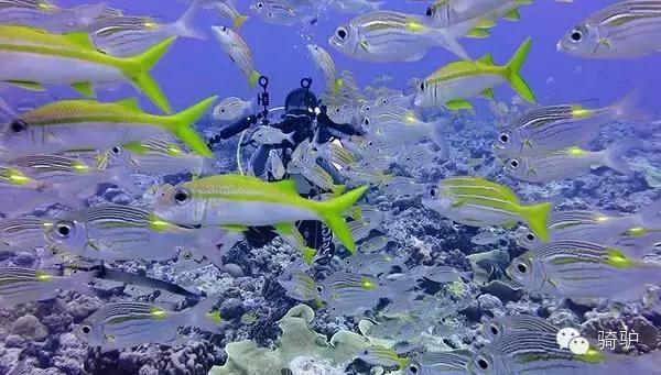 帕劳最新政策消息,帕劳现在怎么样了