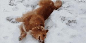 狗和猫的不同点有哪些,狗和猫在雪中的脚印有什么区别