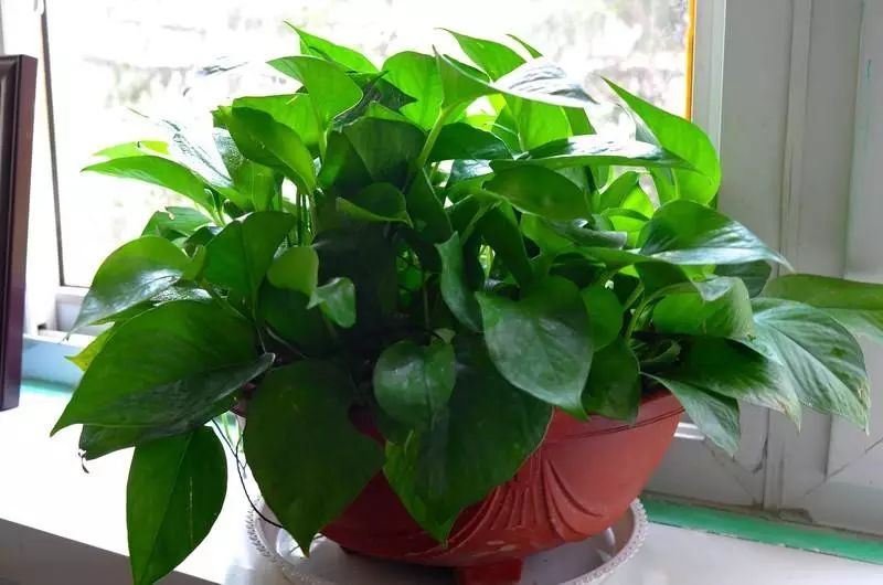 除甲醛最有效的谣言,怎么清除甲醛的谣言