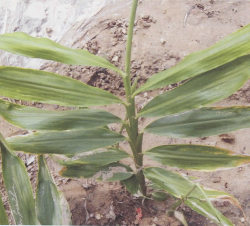 姜炭疽病的症状及防治措施