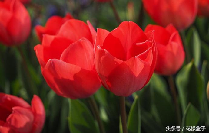荷兰国花郁金香价格表,荷兰国花郁金香的故事
