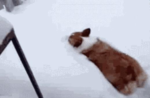 狗和猫的不同点有哪些,狗和猫在雪中的脚印有什么区别