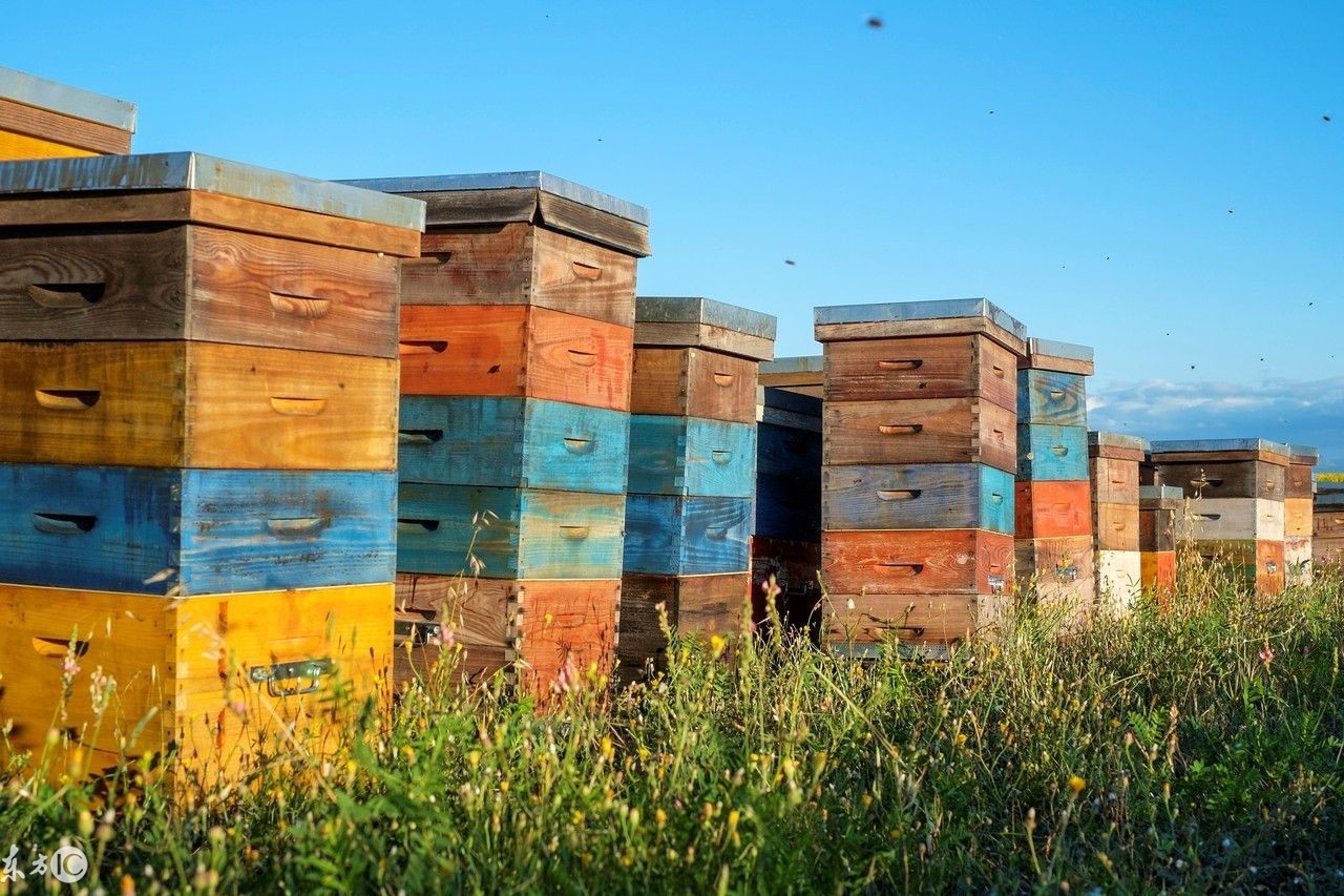 养蜂如何防止蜜蜂死亡,蜜蜂养殖技术养蜂常识