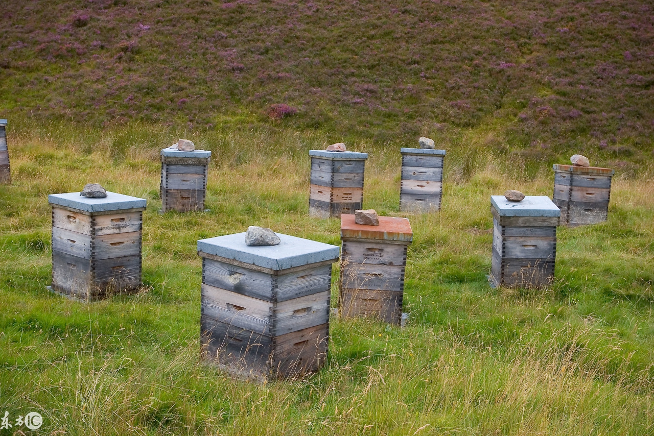 养蜂如何防止蜜蜂死亡,蜜蜂养殖技术养蜂常识