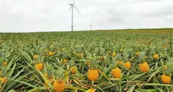 去湛江必去吃的生蚝,湛江生蚝美食之旅