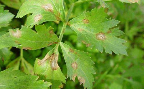 芹菜斑枯病和芹菜根结线虫病的识别和防治方法