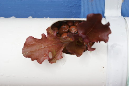 以色列室内无土栽培蔬菜方法,家庭小型无土栽培蔬菜技术