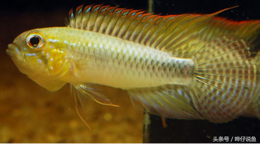 南美短鲷超红,南美短鲷喜欢的环境