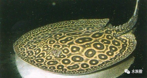 魟鱼养殖技术视频大全,魟鱼饲养入门