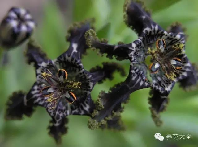 自然界中仅有的八种黑色的花,23种黑色花图片