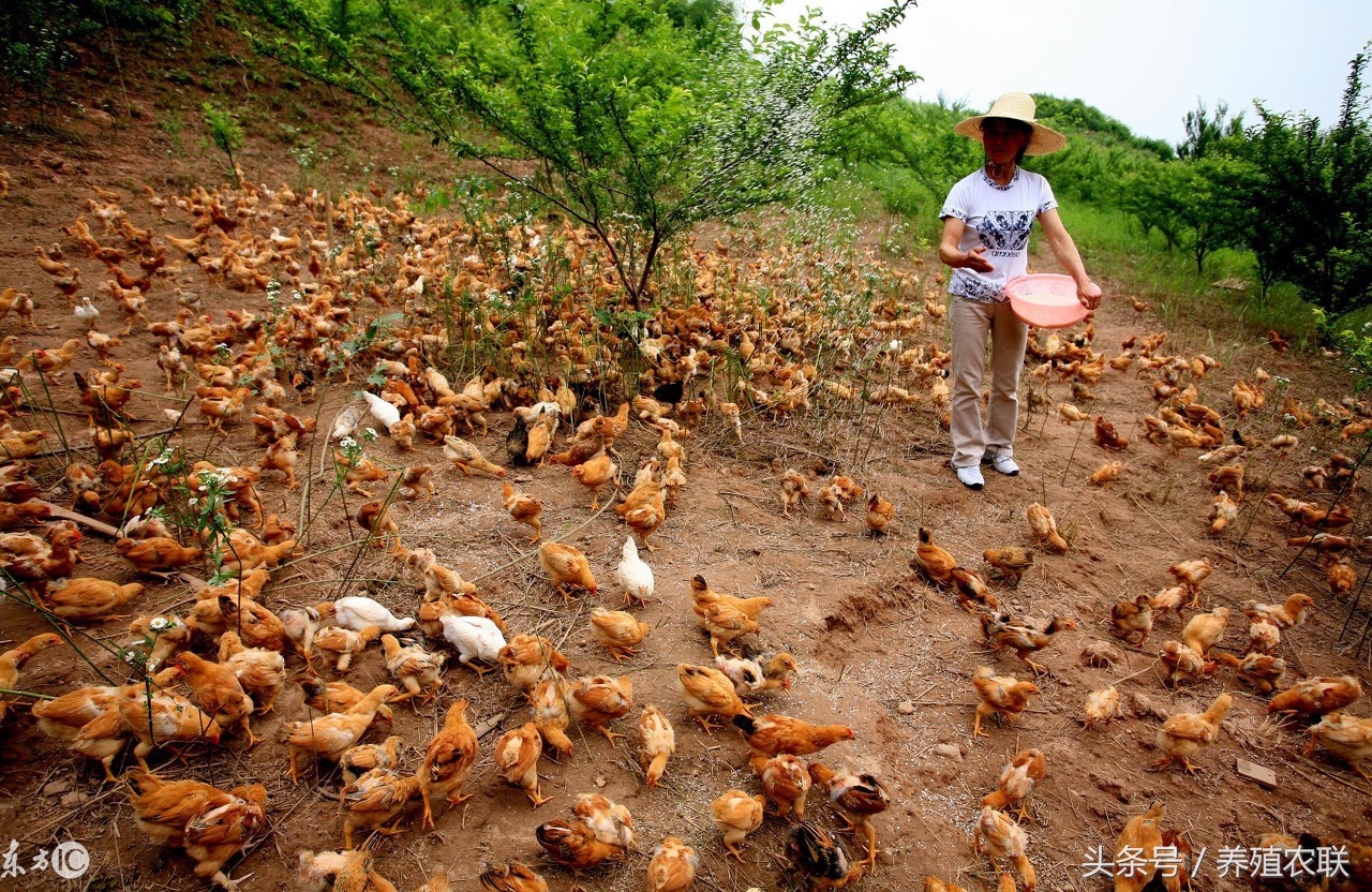 散养鸡如何提高免疫力,散养鸡如何提高下蛋率