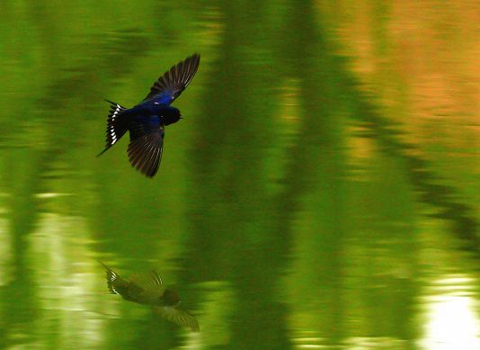 「词风雅韵」风拂青草｜柔柔细语总关情