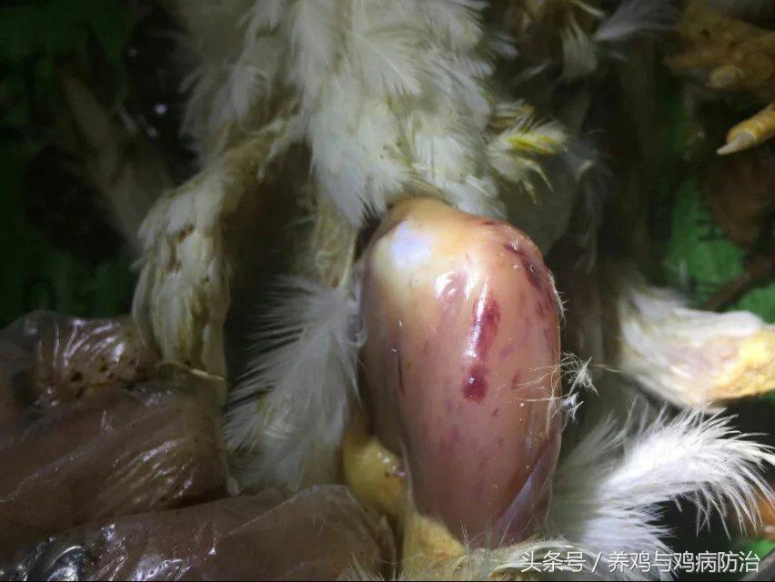 养鸡常见病顺口溜,高温高湿天养鸡常见病