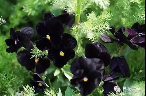 自然界中仅有的八种黑色的花,23种黑色花图片
