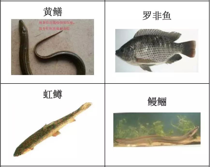 水产品种类及图片,常见的淡水鱼你认识多少