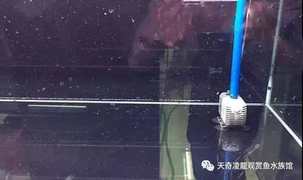 龙鱼和草缸怎么玩？用手玩！