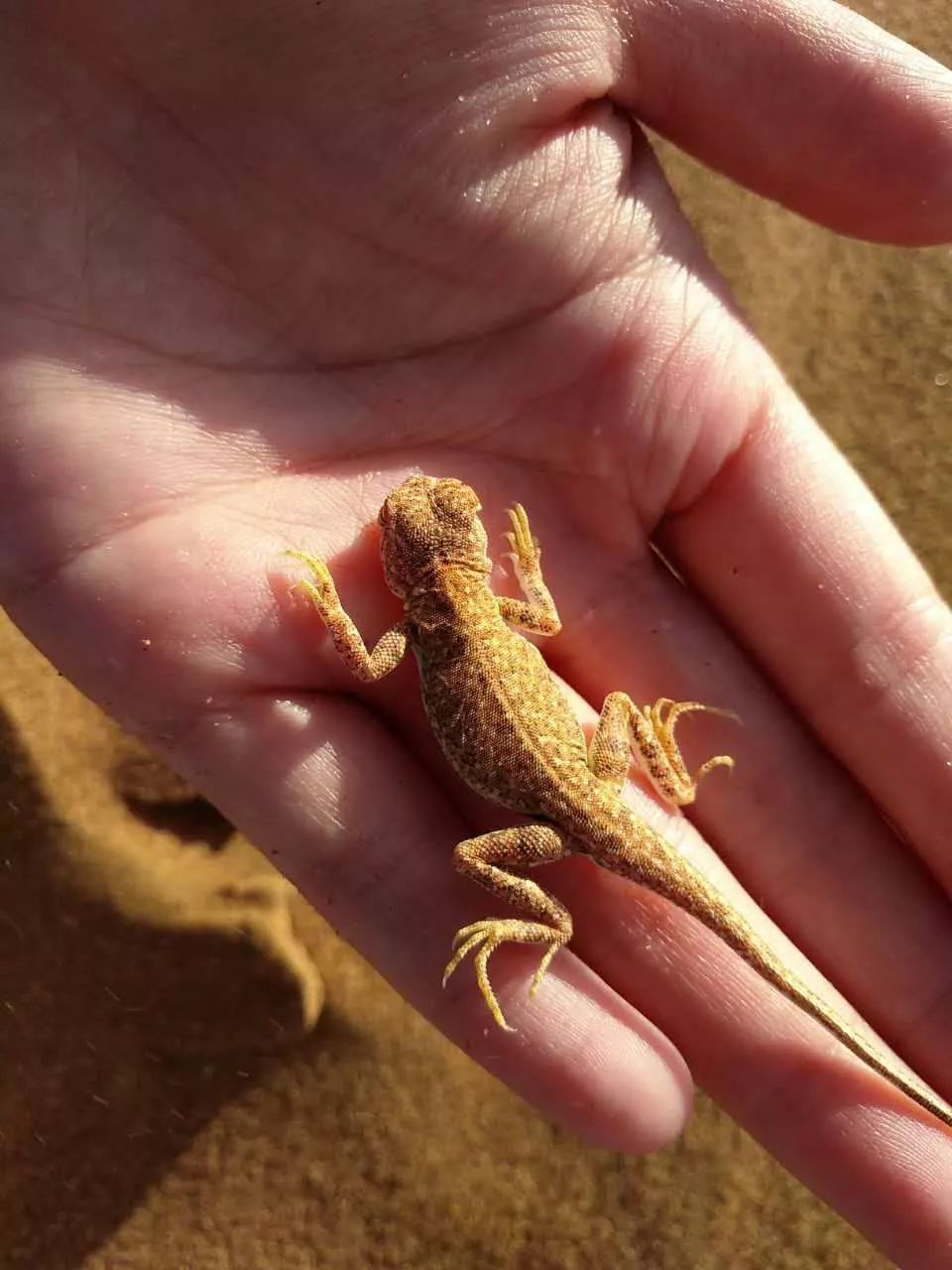 尊重与爱｜2018腾格里沙漠角色互换亲子冬令营