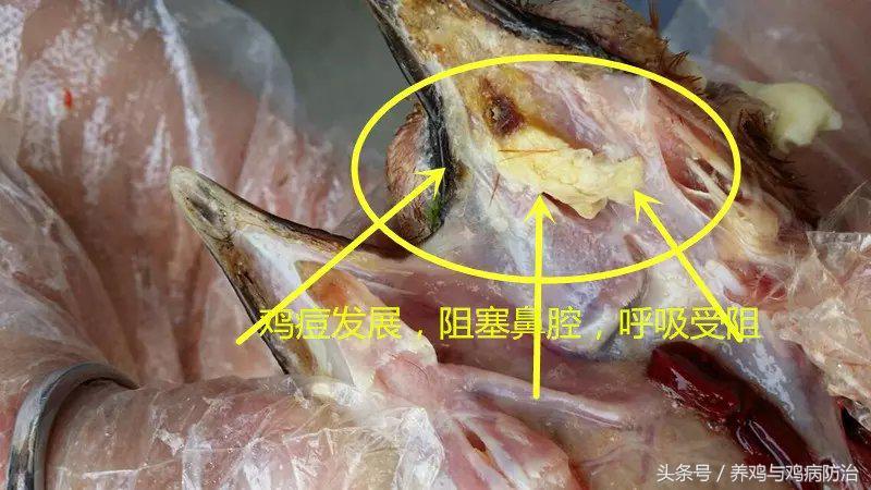 养鸡常见病顺口溜,高温高湿天养鸡常见病