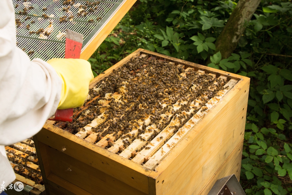 养蜂如何防止蜜蜂死亡,蜜蜂养殖技术养蜂常识