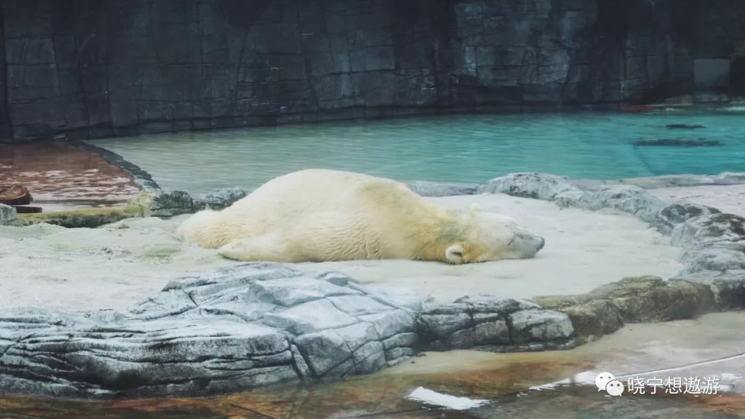 新加坡攻略及所带物品,新加坡攻略游戏