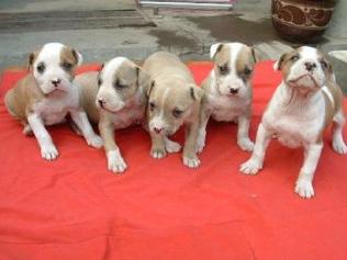 带你了解比特币原始人,带你了解真正的比特犬